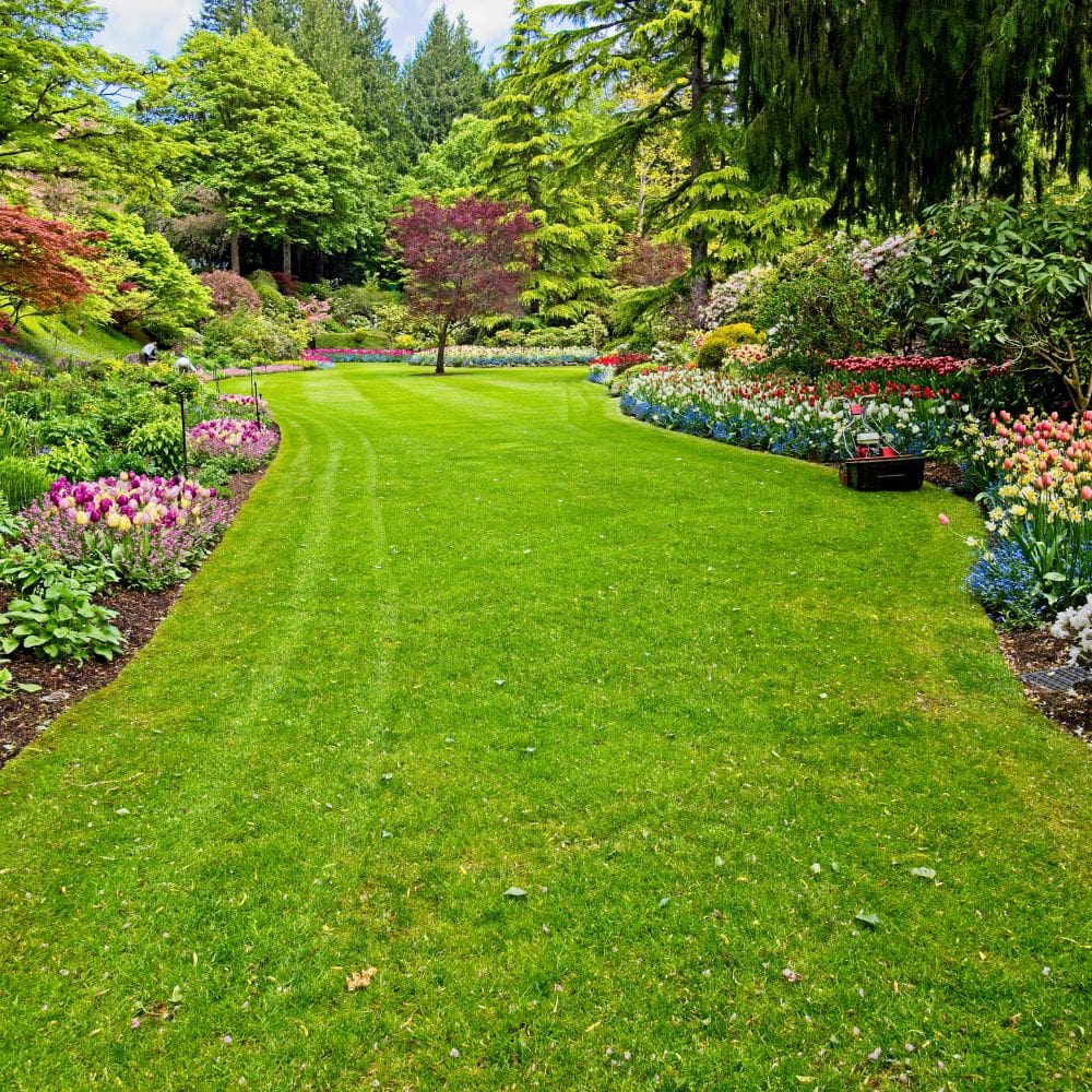 Don Jardín, Jardinería-Jardineria-Milla de Oro-Barrio Salamanca-imagen-2