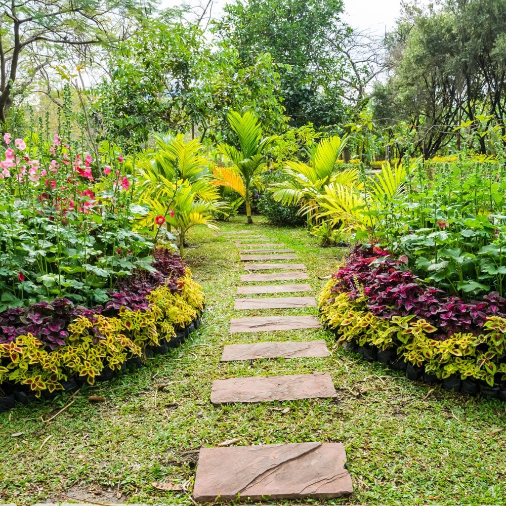 Don Jardín, Jardinería-Jardineria-Milla de Oro-Barrio Salamanca-imagen-4
