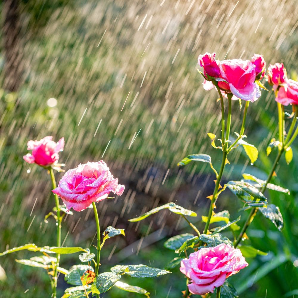 Don Jardín, Jardinería-Jardineria-Milla de Oro-Barrio Salamanca-imagen-5