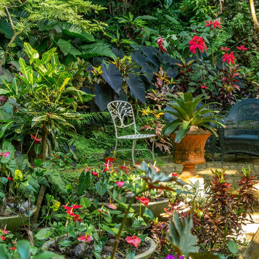 H2O Garden -Jardineria-Milla de Oro-Barrio Salamanca-imagen-4