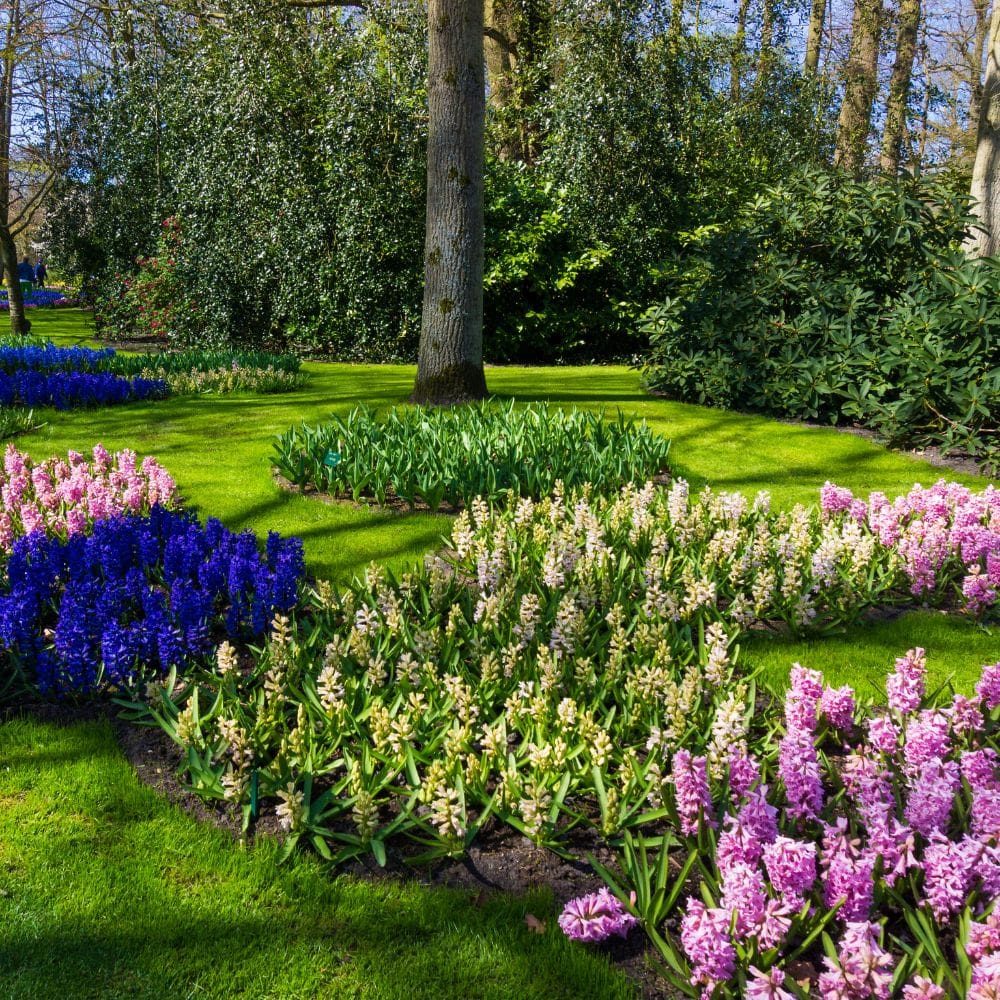 H2O Garden -Jardineria-Milla de Oro-Barrio Salamanca-imagen-5