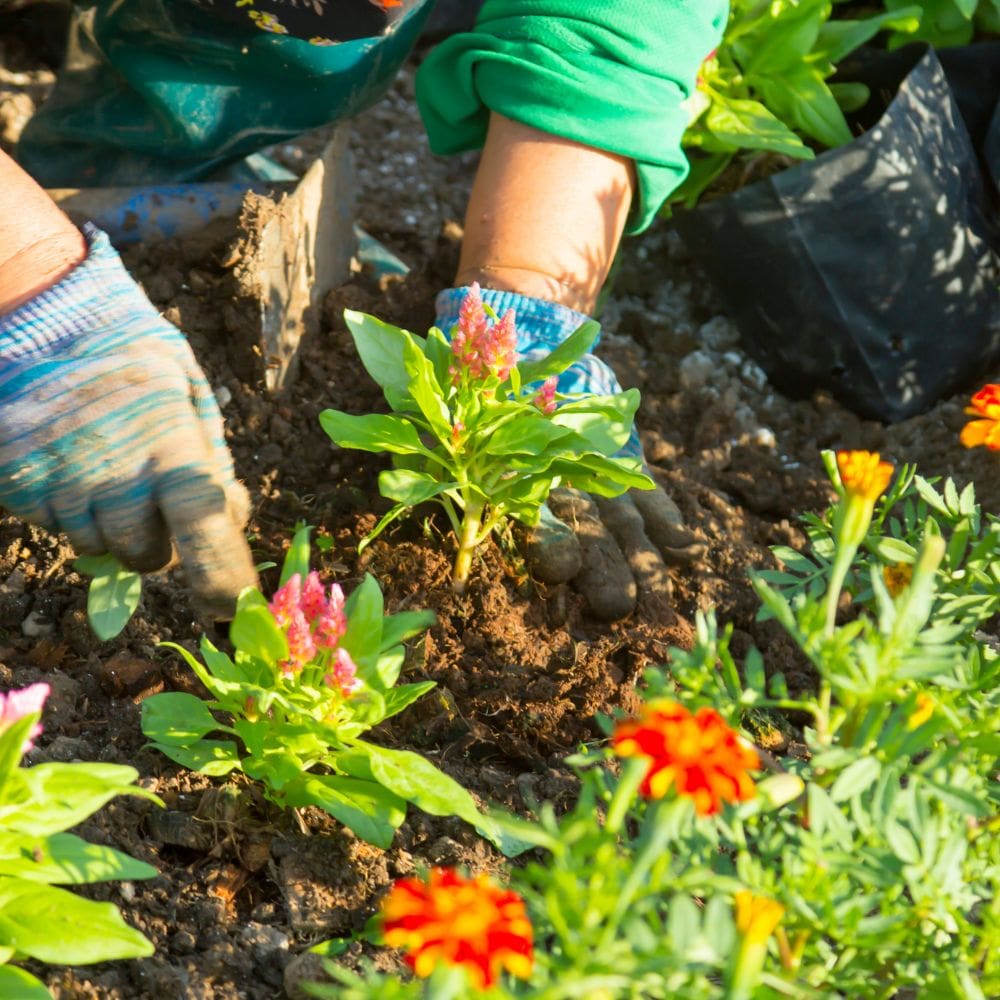 Arquitectura Vegetal S.L.-Jardineria-Milla de Oro-Barrio Salamanca-imagen-5