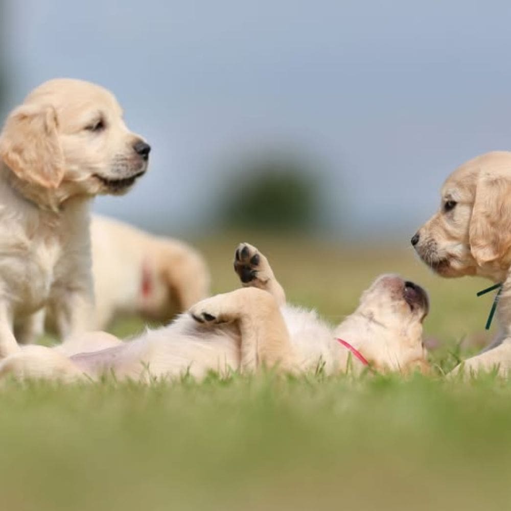 Canhotel residencia canina-Residencias Caninas-Milla de Oro-Barrio Salamanca-imagen-1