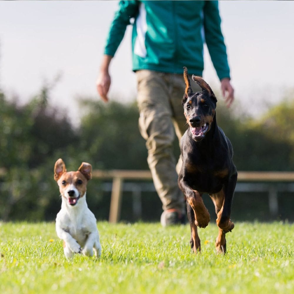 Canhotel residencia canina-Residencias Caninas-Milla de Oro-Barrio Salamanca-imagen-2