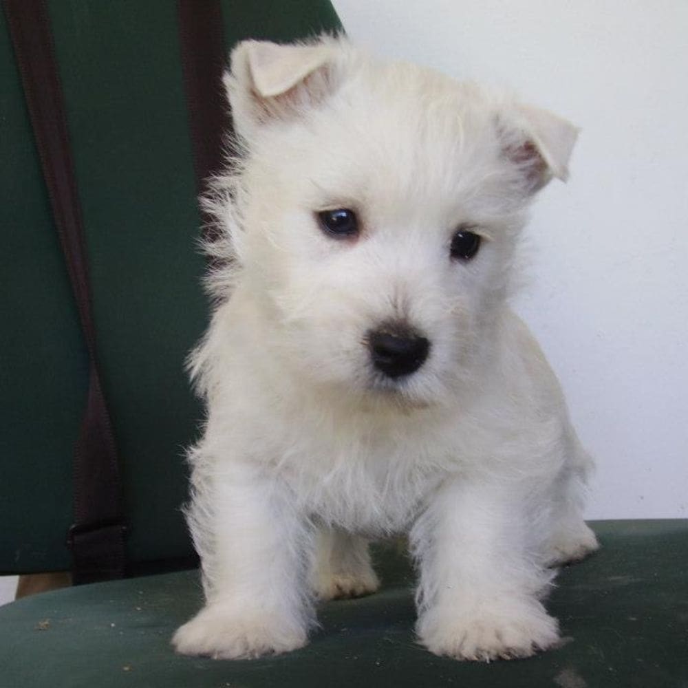 Canhotel residencia canina-Residencias Caninas-Milla de Oro-Barrio Salamanca-imagen-4