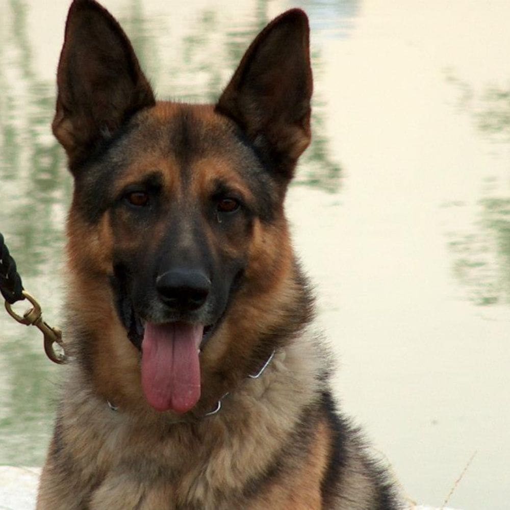 Canhotel residencia canina-Residencias Caninas-Milla de Oro-Barrio Salamanca-imagen-5