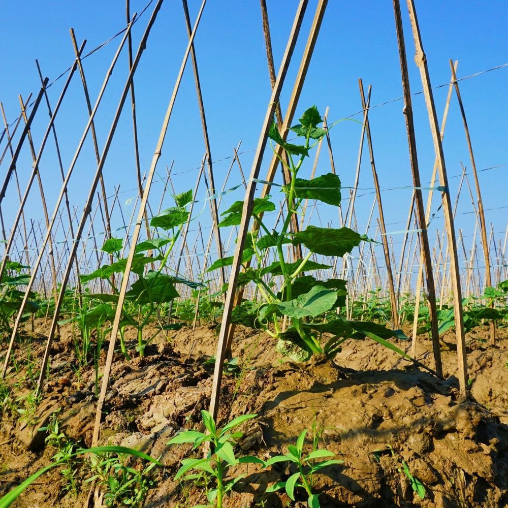 Casla Jardinería y Paisajismo -Jardineria-Milla de Oro-Barrio Salamanca-imagen-3