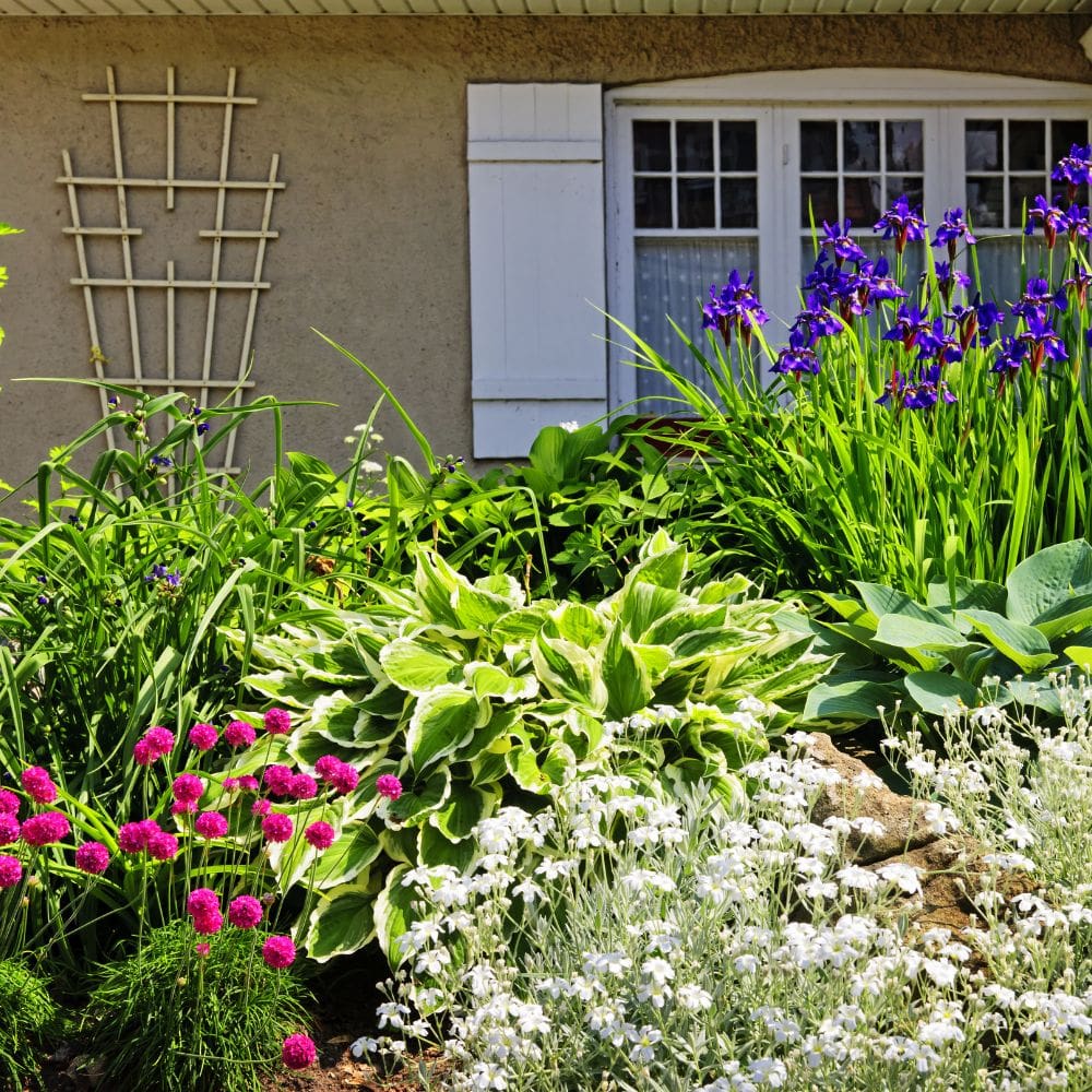 Casla Jardinería y Paisajismo -Jardineria-Milla de Oro-Barrio Salamanca-imagen-5