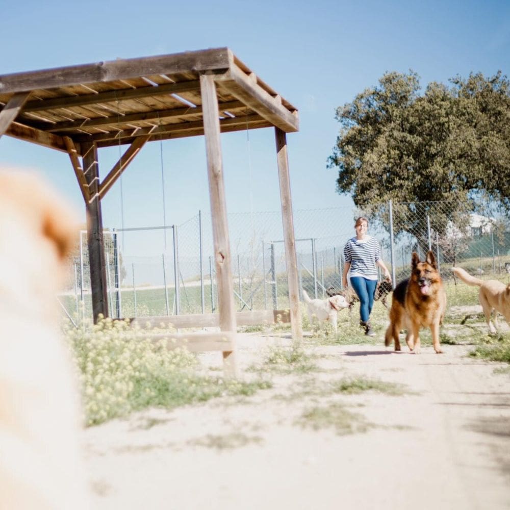 Centro Canino Gufy-Residencias Caninas-Milla de Oro-Barrio Salamanca-imagen-1