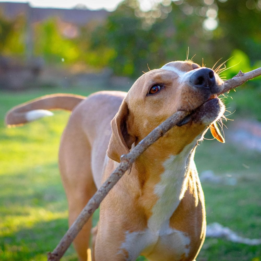 Centro Canino Gufy-Residencias Caninas-Milla de Oro-Barrio Salamanca-imagen-2