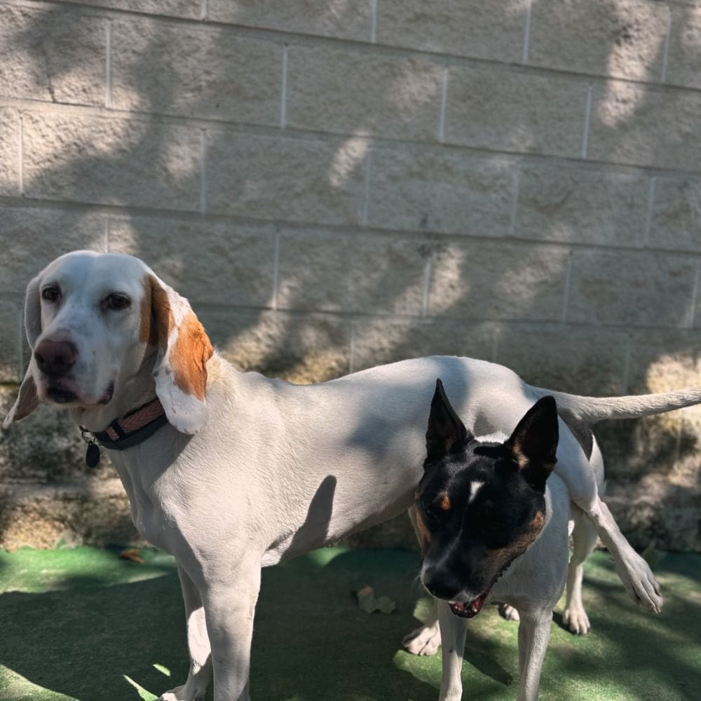 Centro Canino Gufy-Residencias Caninas-Milla de Oro-Barrio Salamanca-imagen-3