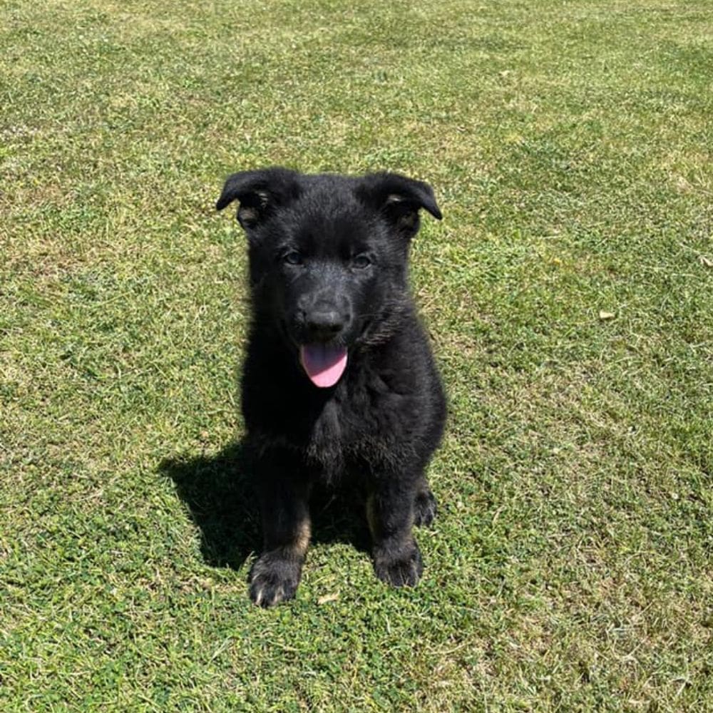 Centro Canino Gufy-Residencias Caninas-Milla de Oro-Barrio Salamanca-imagen-4