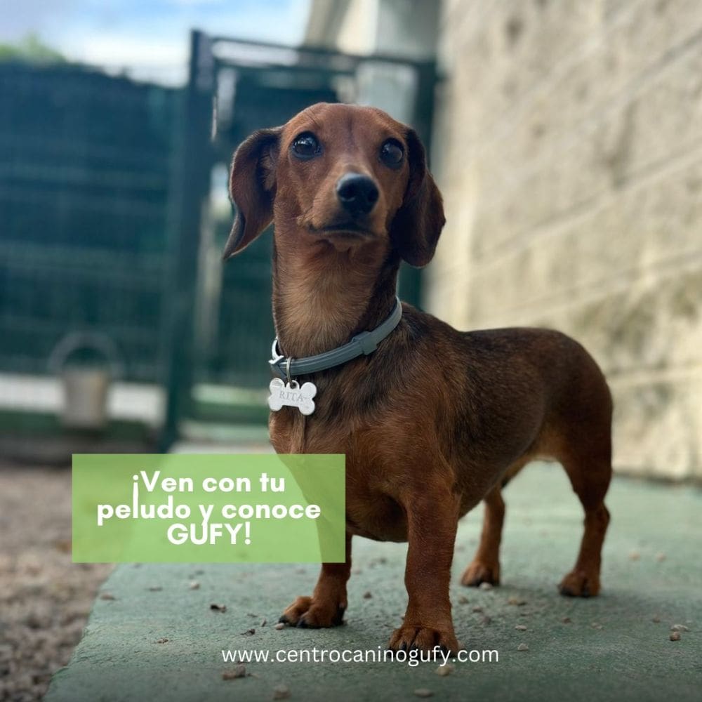 Centro Canino Gufy-Residencias Caninas-Milla de Oro-Barrio Salamanca-imagen-5