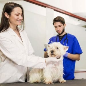 Centros y clinicas veterinarias - hospitales veterinarios - urgencias 24 horas Veterinario