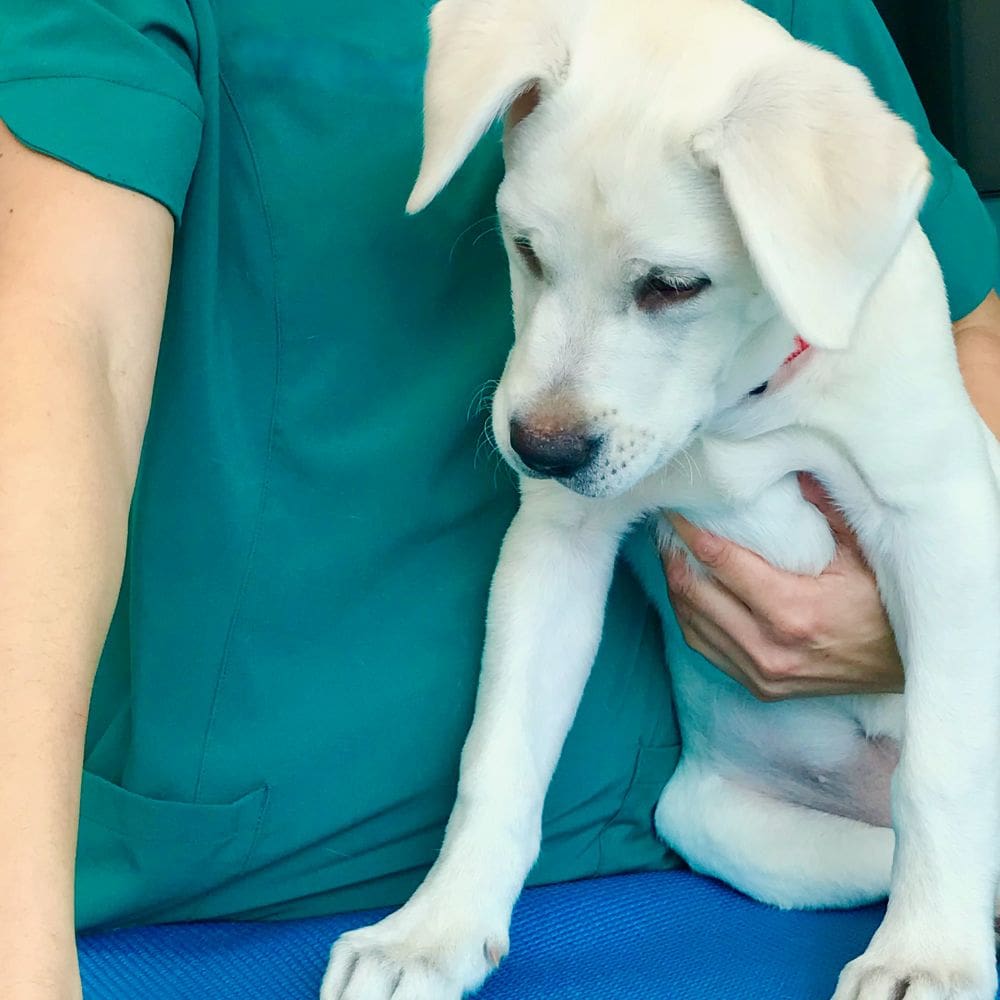 Centro Veterinario Nuevo Parque-Centro Veterinarios-Milla de Oro-Barrio Salamanca-imagen-5