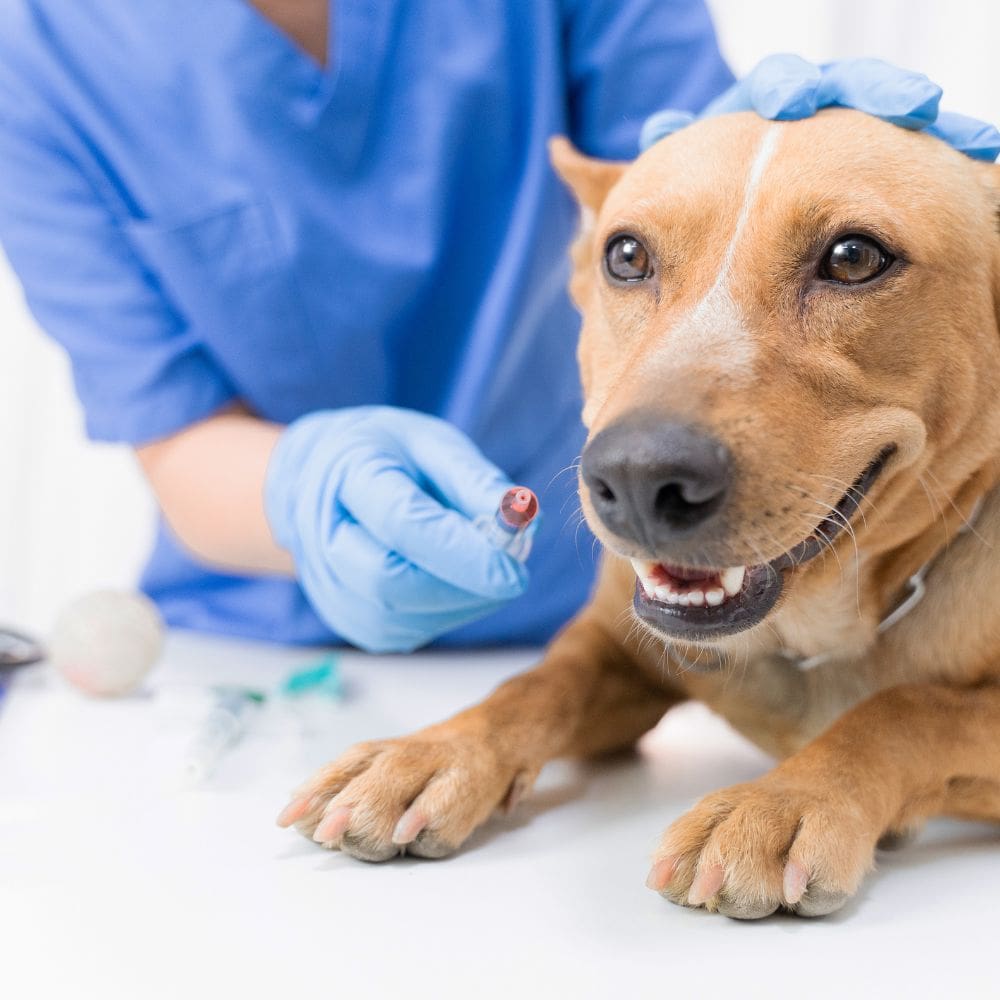 Clínica Veterinaria Ayala-Centro Veterinarios-Milla de Oro-Barrio Salamanca-imagen-2