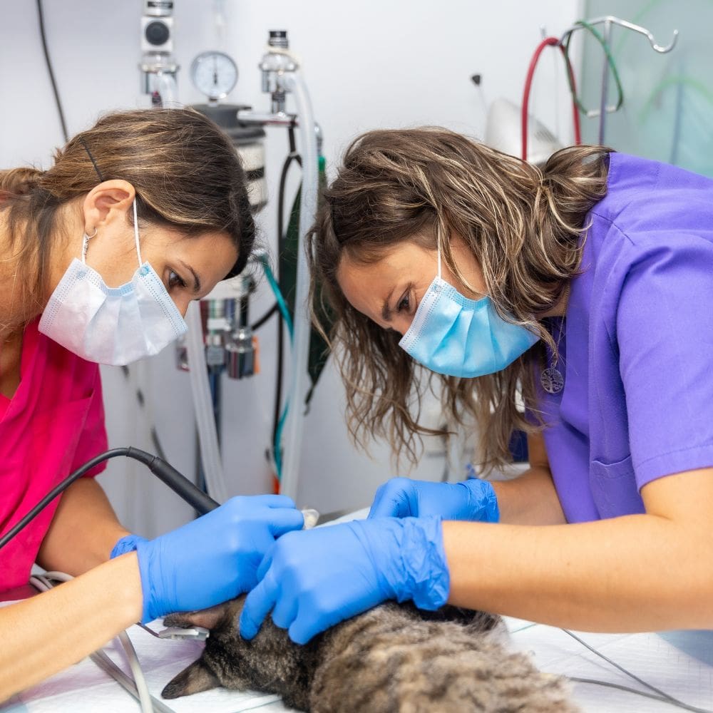 Clínica Veterinaria Ayala-Centro Veterinarios-Milla de Oro-Barrio Salamanca-imagen-3