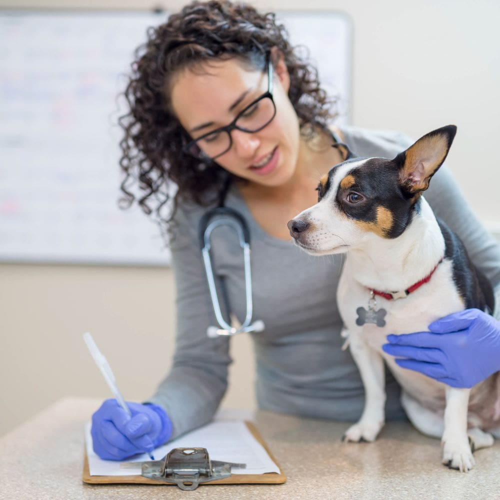 Clínica Veterinaria Ayala-Centro Veterinarios-Milla de Oro-Barrio Salamanca-imagen-4