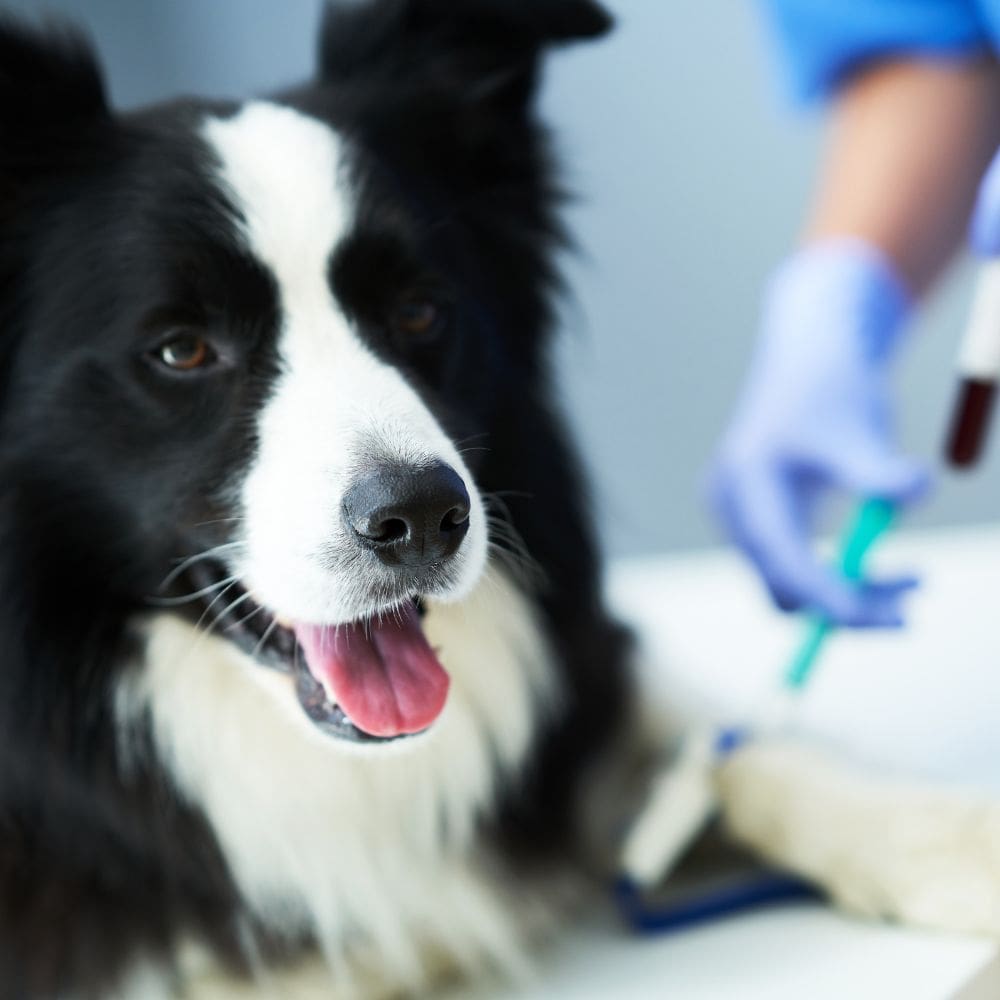 Clínica Veterinaria Ayala-Centro Veterinarios-Milla de Oro-Barrio Salamanca-imagen-5