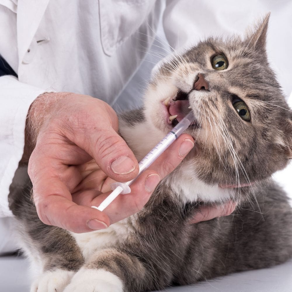 Clínica Veterinaria Neva-Centro Veterinarios-Milla de Oro-Barrio Salamanca-imagen-5