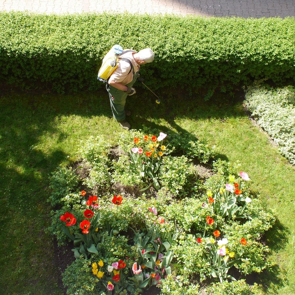 Paisaterra -Jardineria-Milla de Oro-Barrio Salamanca-imagen-4