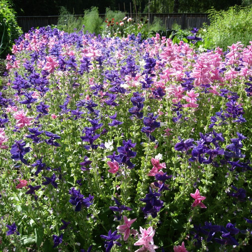 Paisaterra -Jardineria-Milla de Oro-Barrio Salamanca-imagen-5