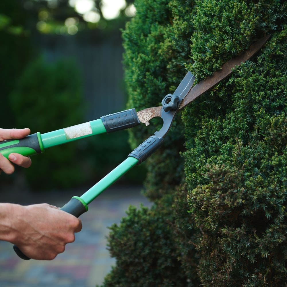 Trebol, Paisajismo y Proyectos -Jardineria-Milla de Oro-Barrio Salamanca-imagen-3
