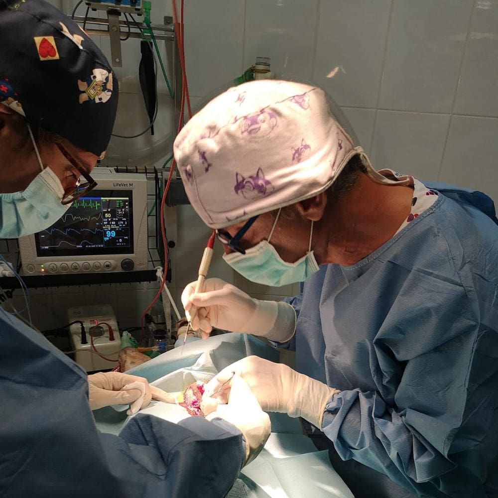 Veterinario La Guindalera-Centro Veterinarios-Milla de Oro-Barrio Salamanca-imagen-3