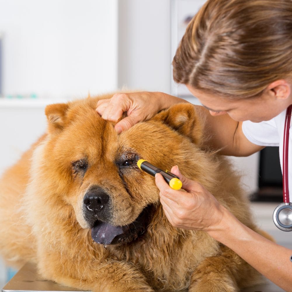 Veterinario La Guindalera-Centro Veterinarios-Milla de Oro-Barrio Salamanca-imagen-4