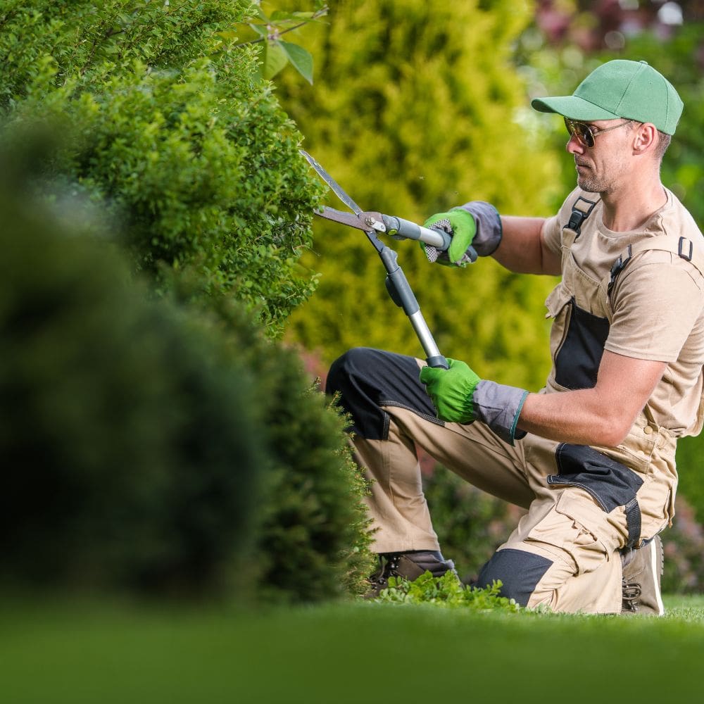 XeroJardin S.L. -Jardineria-Milla de Oro-Barrio Salamanca-imagen-2