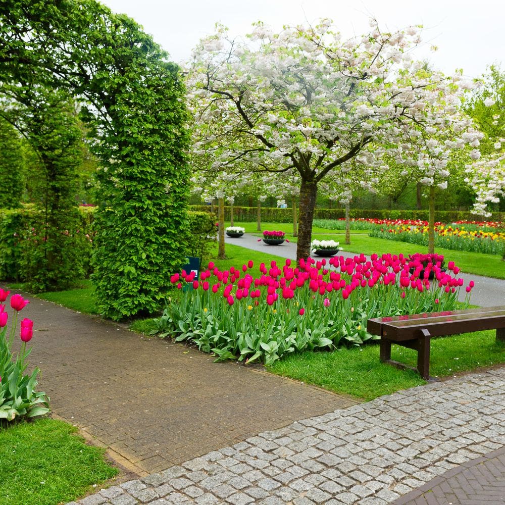 XeroJardin S.L. -Jardineria-Milla de Oro-Barrio Salamanca-imagen-4